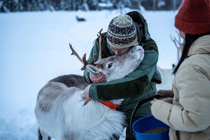 Reindeer Sledding and Sami Culture at a Tromsø Reindeer Farm photo 2