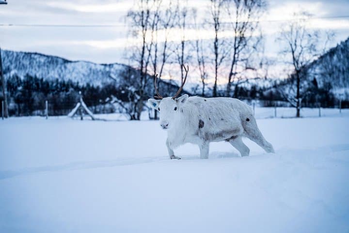 Reindeer Sledding and Sami Culture at a Tromsø Reindeer Farm photo 1
