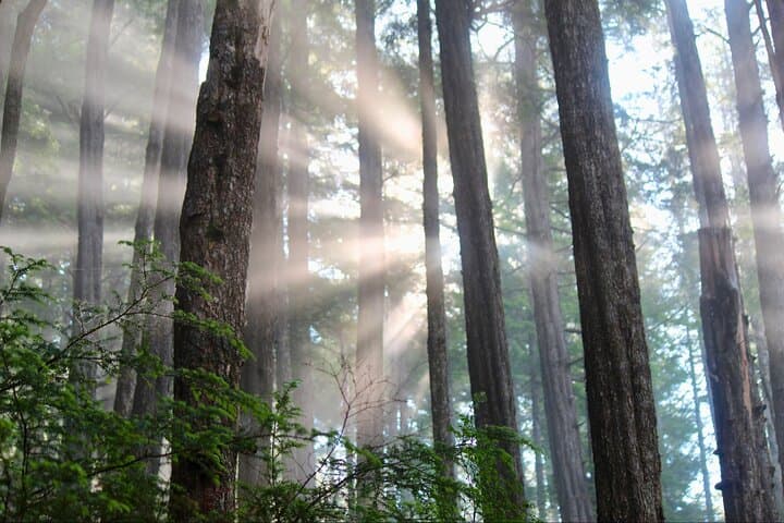 Guided Tongass National Forest Hike from Sitka — Eagles, Salmon & Tlingit Stories photo 2