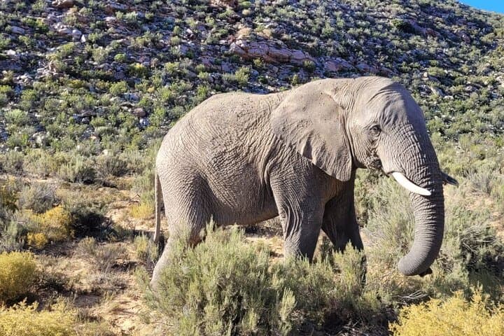 Full-Day Big Five Safari from Cape Town to Aquila Game Reserve