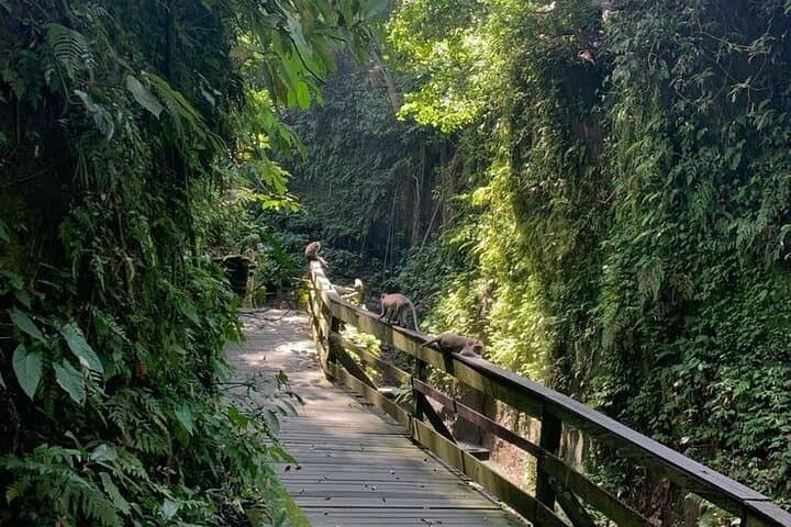 Ubud Scooter Tour: Scenic Rice Terraces, Waterfalls & Monkey Forest photo 4