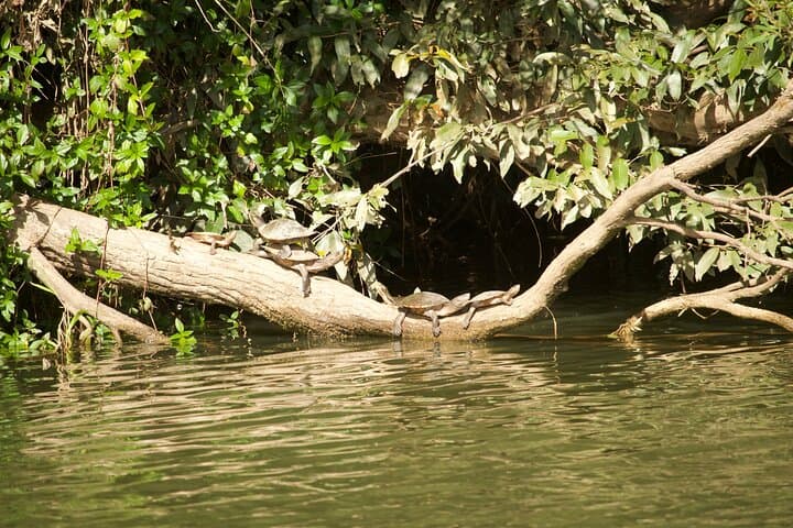 Kuranda Barron Riverboat Cruise: 45-Minute Rainforest Sightseeing photo 5
