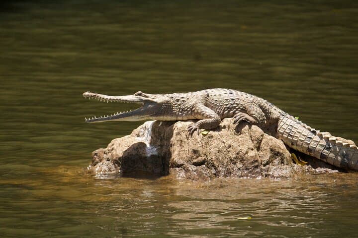 Kuranda Barron Riverboat Cruise: 45-Minute Rainforest Sightseeing photo 2