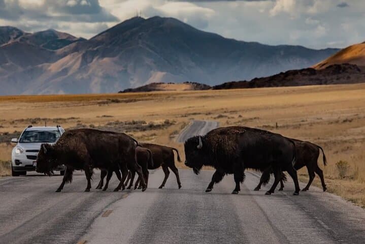 Explore Antelope Island: A Private Wildlife and Scenic Adventure on Utah’s Great Salt Lake