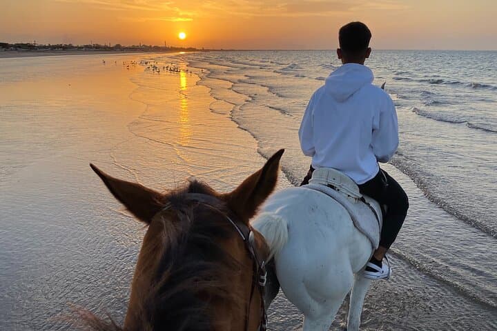 Sunset Horse Riding on Muscat Beach — 1-Hour Arabian Beachback Ride photo 6