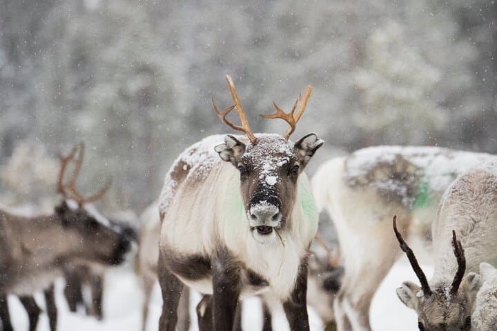 Ivalo Aurora Hunting with Reindeer: Evening with Sámi Herds & Northern Lights photo 4