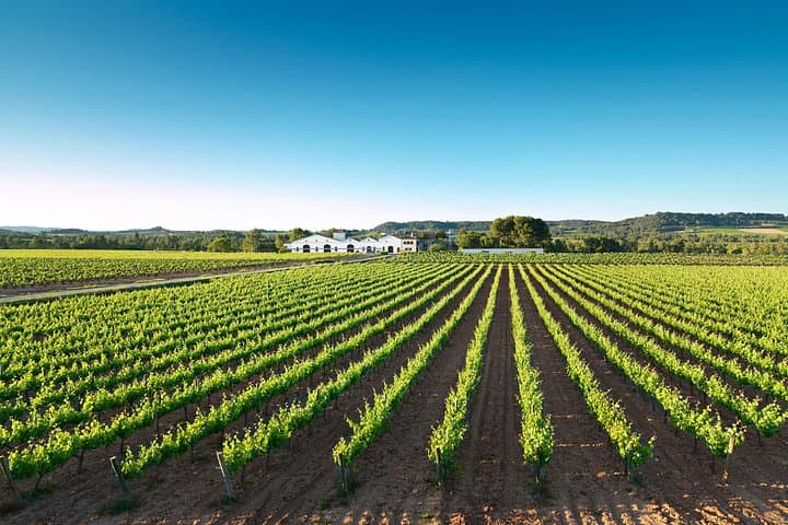 Mehari Route Through Penedès Vineyards with Cava Tasting at Can Nadal de la Boadella photo 2