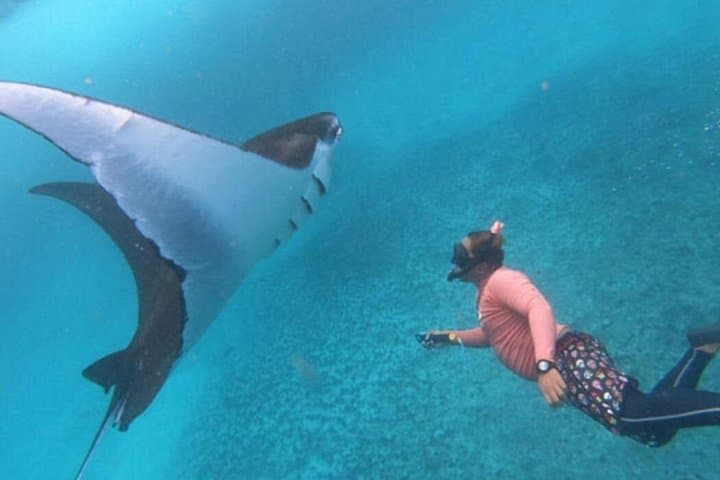 Snorkel Nusa Penida: Gamat, Manta & Crystal Bay Day Trip from Bali photo 2