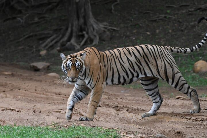 4-Day Golden Triangle Tour with Ranthambore Tiger Safari