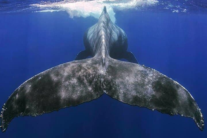 La Gomera Small-Group Whale and Dolphin Watching from Valle Gran Rey photo 3