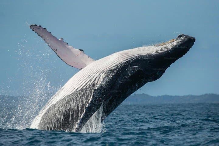 Marino Ballena Whale Watching: Uvita Boat Tour to Whales, Caves & Snorkel