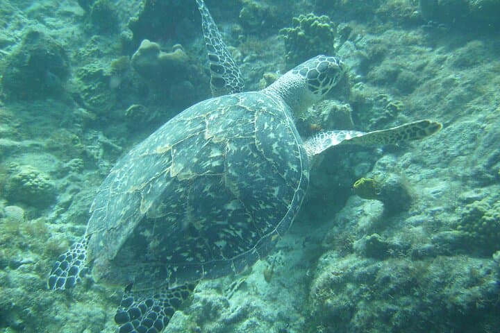 Private St. Maarten Catamaran Day Cruise on Hakuna Matata photo 2