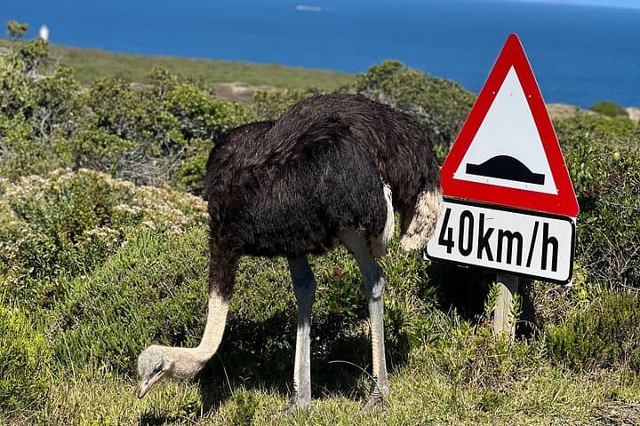 Cape Point & Penguins Full-Day Tour from Cape Town — Bo-Kaap to Cape of Good Hope photo 3