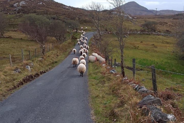 Connemara Day Tour from Galway: Kylemore Abbey, Diamond Hill & Sheepdog Demo photo 4