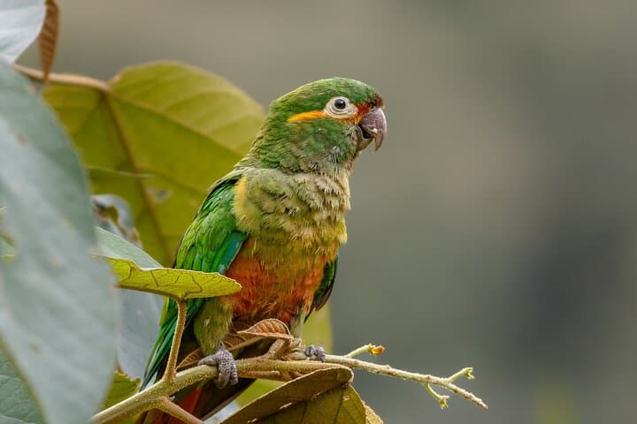 Owls Watch Nature Retreat — Birding the Rio Blanco Cloud Forest Near Manizales photo 4