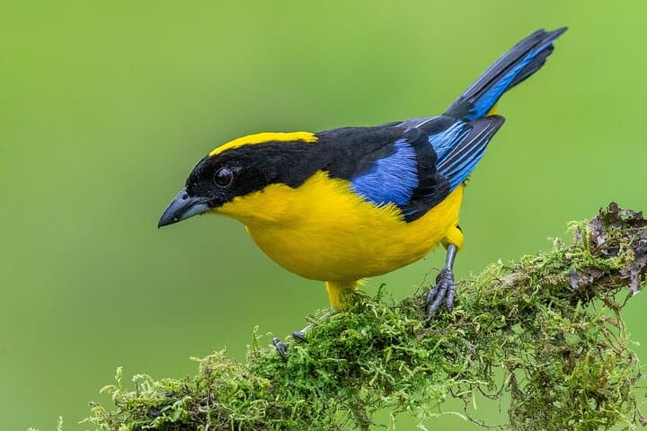 Owls Watch Nature Retreat — Birding the Rio Blanco Cloud Forest Near Manizales photo 5