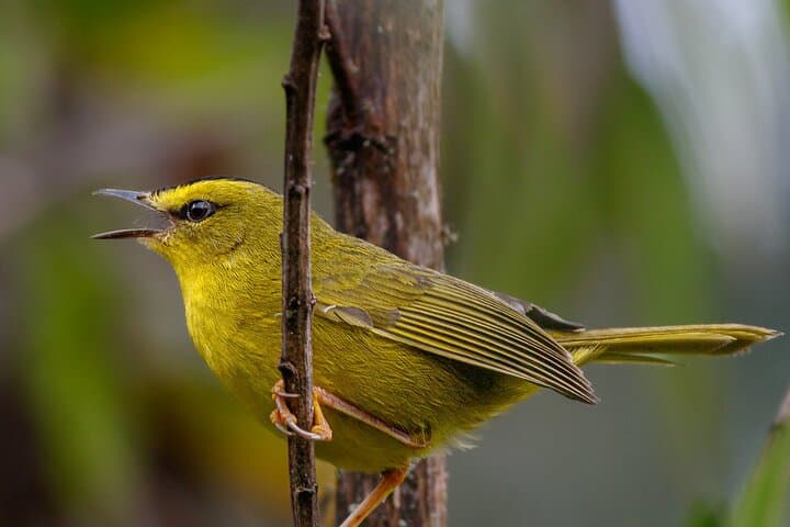 Owls Watch Nature Retreat — Birding the Rio Blanco Cloud Forest Near Manizales photo 6