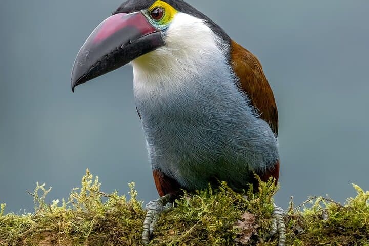 Owls Watch Nature Retreat — Birding the Rio Blanco Cloud Forest Near Manizales