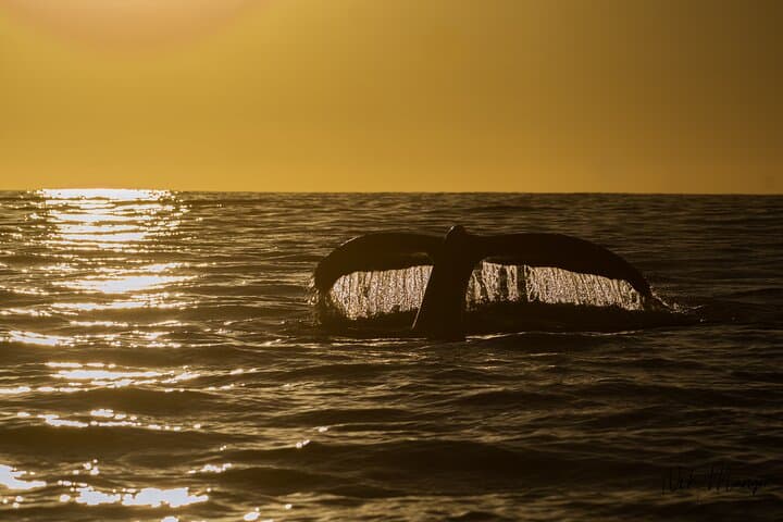 Sunset Whale Watching in Cabo San Lucas — Humpback Tours, Tips & Best Times photo 2