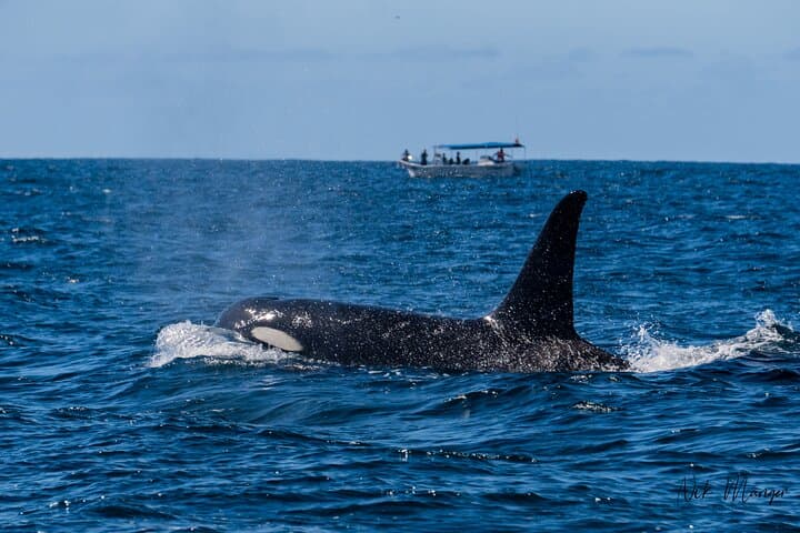 Sunset Whale Watching in Cabo San Lucas — Humpback Tours, Tips & Best Times photo 4