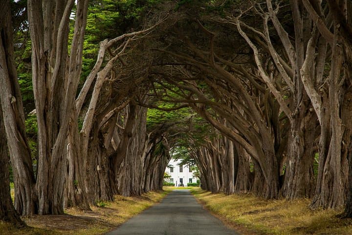 Muir Woods to Point Reyes: Full-Day Coastal Day Trip from San Francisco with Mead Tasting photo 4