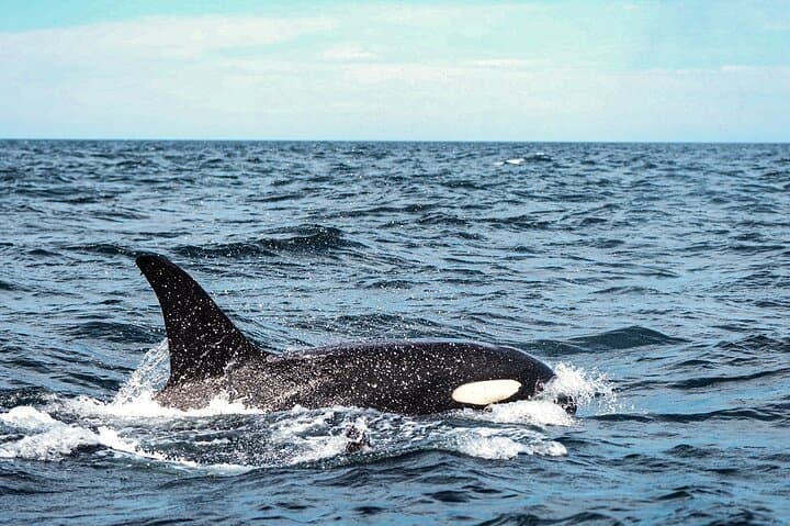 Open Ocean Safari and Whale Watching in Cabo San Lucas: Sea of Cortez Encounters photo 6
