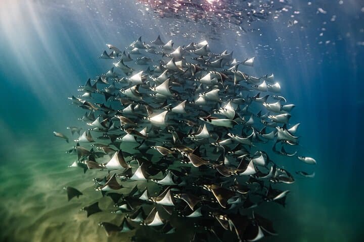 Open Ocean Safari and Whale Watching in Cabo San Lucas: Sea of Cortez Encounters