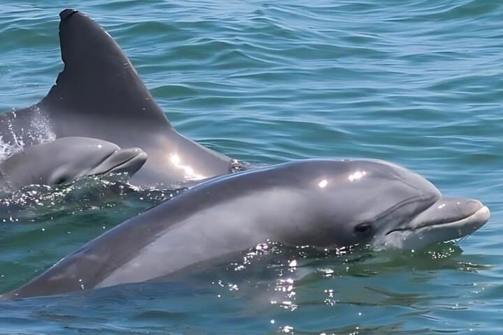 Early Bird Dolphin Cruise on the Sea Rocket — Ocean City Speed-Boat Tour photo 2