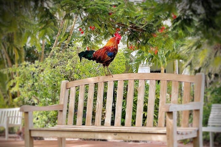 Key West Odyssey: Guided Historic Walking Tour of Old Town photo 2