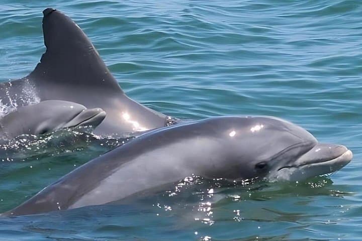 Sea Rocket Speed Boat Dolphin Cruise — 45-Min Ocean City Adventure photo 3