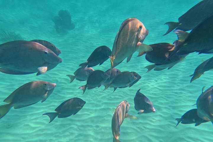 Private Akumal Turtle Snorkel with Marine Biologist — Swim with Sea Turtles photo 4