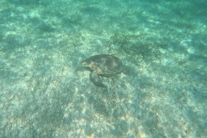Private Akumal Turtle Snorkel with Marine Biologist — Swim with Sea Turtles photo 3