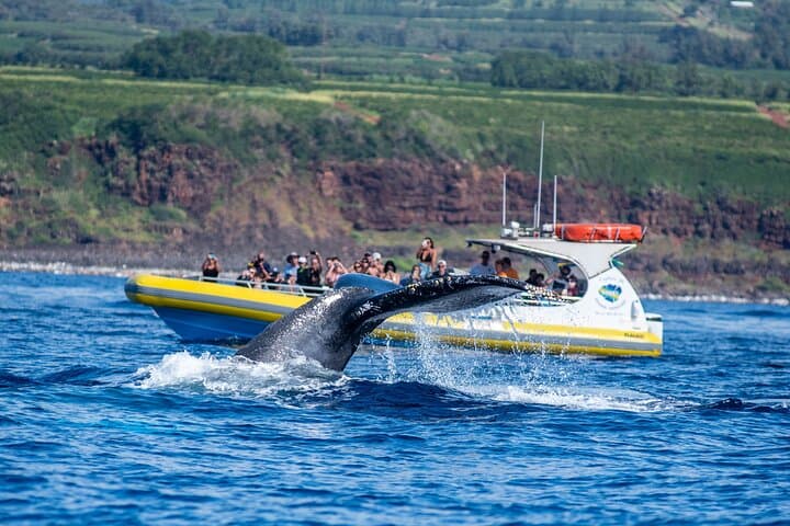 Kauai Winter Whale Watching Adventure from Port Allen Marina photo 3