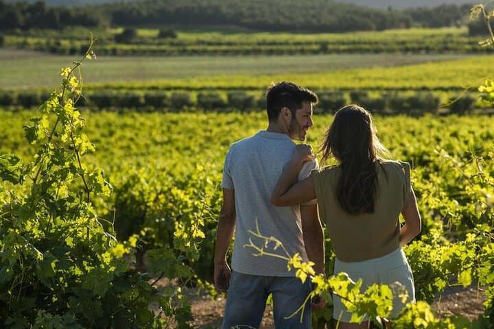 Requena Vineyard Tour and Wine Tasting from Valencia: Cava, Local Wines & Snacks