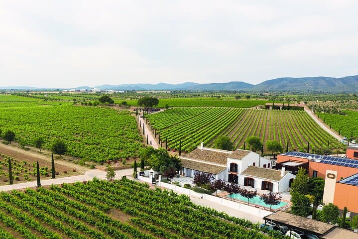 Requena Vineyard Tour and Wine Tasting from Valencia: Cava, Local Wines & Snacks photo 5