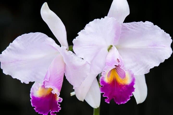 Finca Romelia Orchids and Birding Tour — Salento's 850+ Orchid Species and Birding Walk photo 2