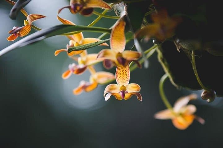 Finca Romelia Orchids and Birding Tour — Salento's 850+ Orchid Species and Birding Walk photo 3