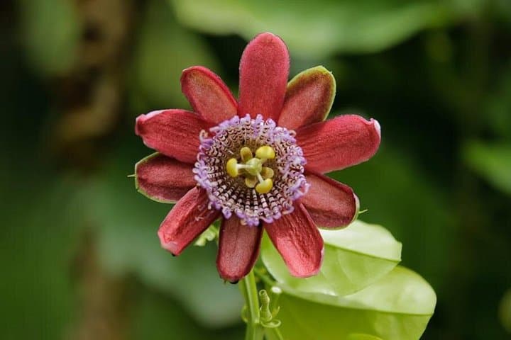 Finca Romelia Orchids and Birding Tour — Salento's 850+ Orchid Species and Birding Walk photo 4