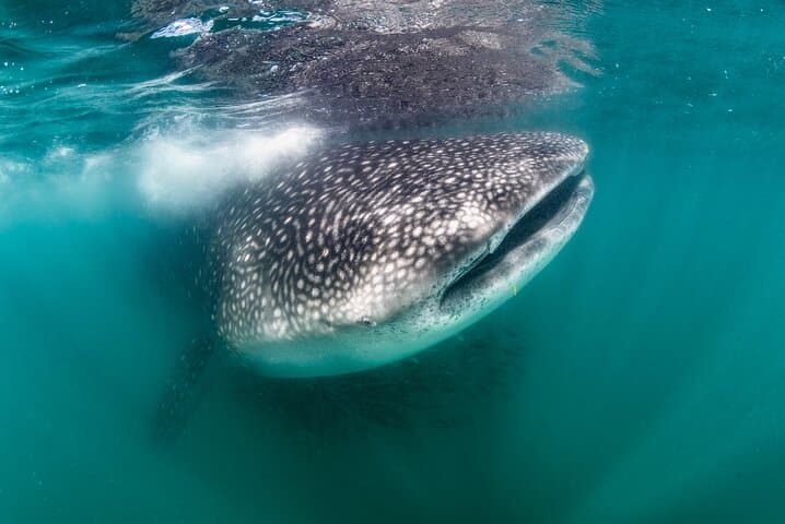 Swim with Whale Sharks in La Paz: Snorkel Tours from Fiscal Dock photo 1