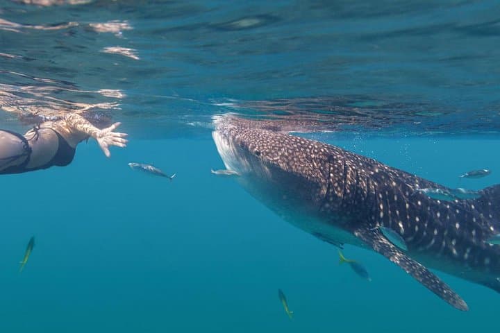 Swim with Whale Sharks in La Paz: Snorkel Tours from Fiscal Dock photo 3