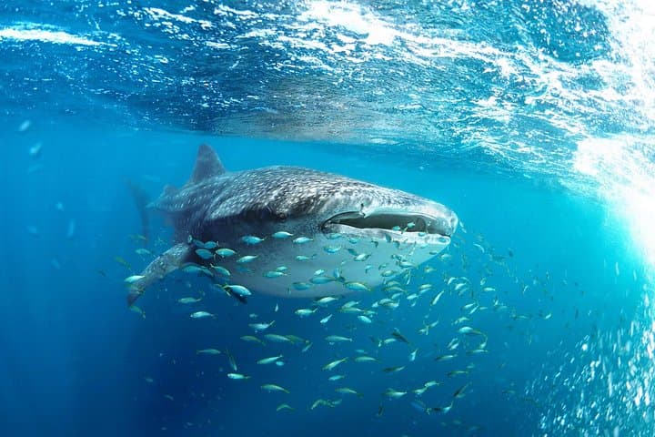 Swim with Whale Sharks in La Paz: Snorkel Tours from Fiscal Dock photo 2