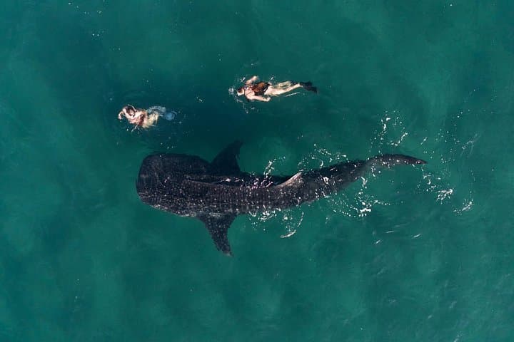 Swim with Whale Sharks in La Paz: Snorkel Tours from Fiscal Dock photo 4