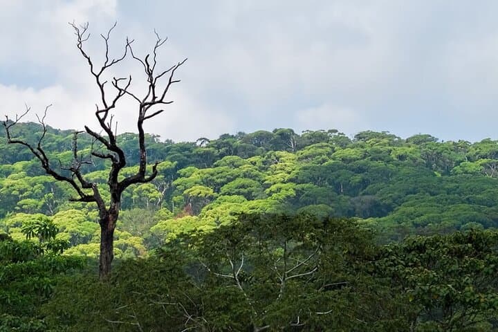 Sinharaja Rainforest Trek from Hambantota — Full-Day Guided Wildlife & Waterfall Hike photo 4