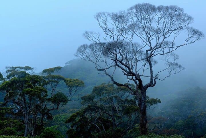 Sinharaja Rainforest Trek from Hambantota — Full-Day Guided Wildlife & Waterfall Hike photo 3