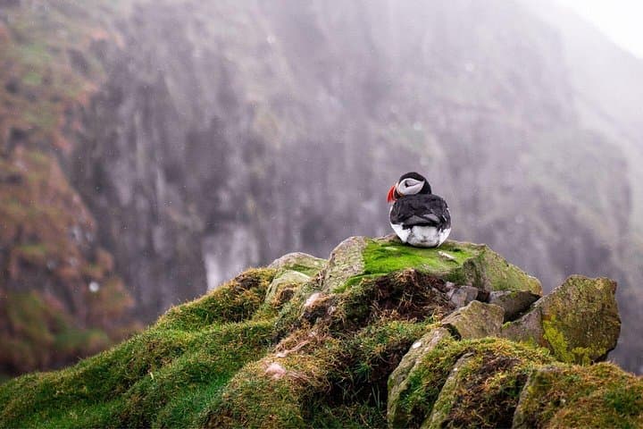Puffin Boat Trip and Tantallon Castle Day Tour from Edinburgh photo 6