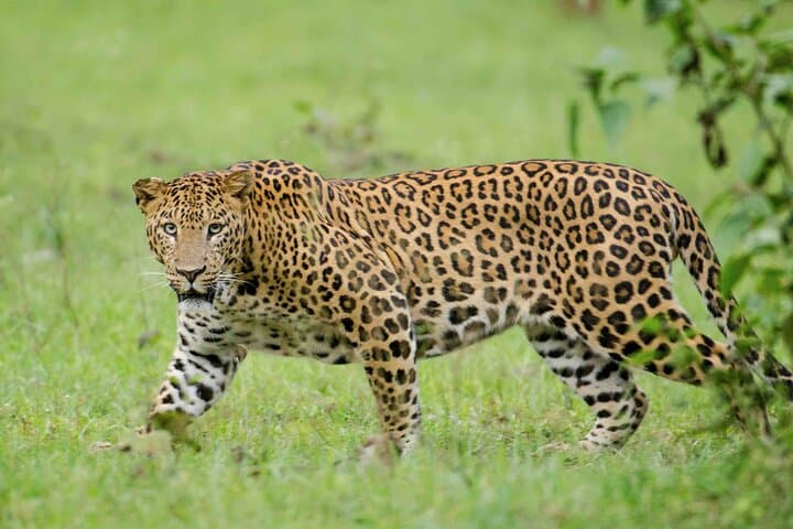 Full-Day Hluhluwe-Imfolozi Big Five Safari: Ultimate Wildlife Game Drive photo 2