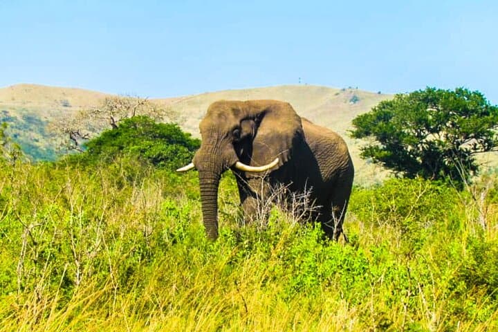 Full-Day Hluhluwe-Imfolozi Big Five Safari: Ultimate Wildlife Game Drive photo 3