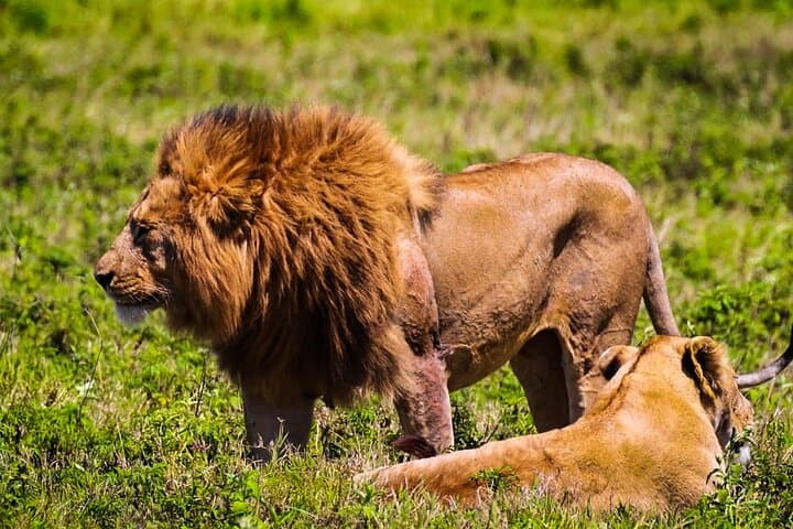 Full-Day Hluhluwe-Imfolozi Big Five Safari: Ultimate Wildlife Game Drive photo 4