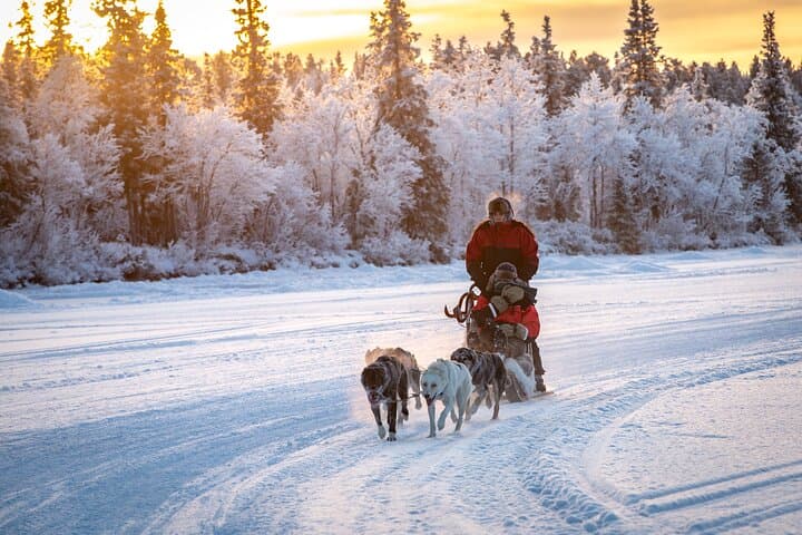 Polar Sunrise Husky Sledding in Kiruna — Drive an Alaskan Husky Team photo 1