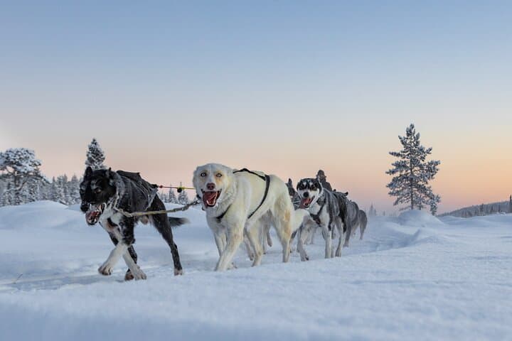 Polar Sunrise Husky Sledding in Kiruna — Drive an Alaskan Husky Team photo 2